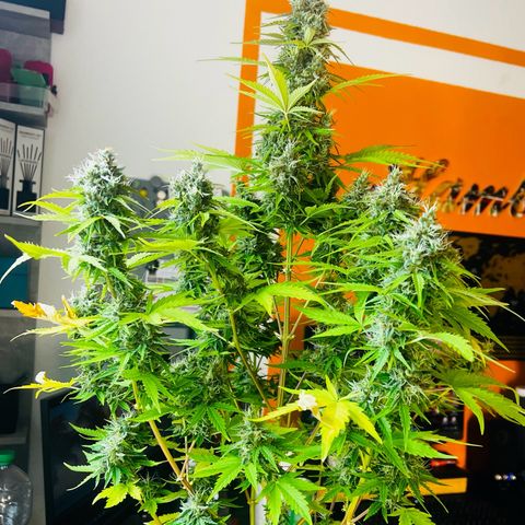 Blue Cheese  growlog timeline photo