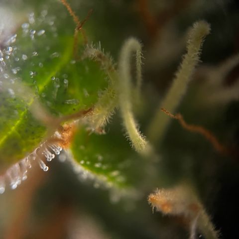 Blue Cheese  growlog timeline photo