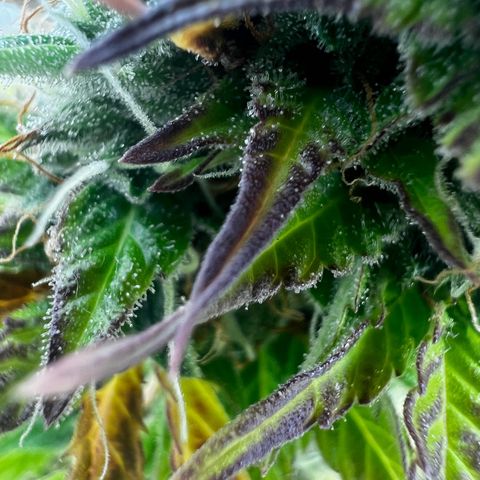 Blue Cheese  growlog timeline photo