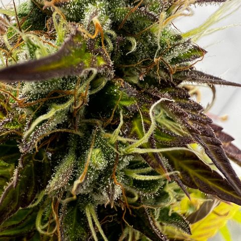 Blue Cheese  growlog timeline photo