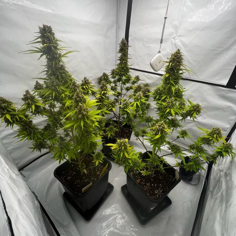 Blue Cheese  growlog photo: Pflanze links. 🤌🏽