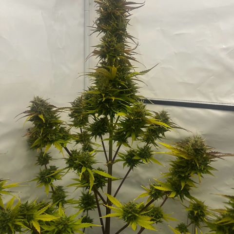 Blue Cheese  growlog timeline photo
