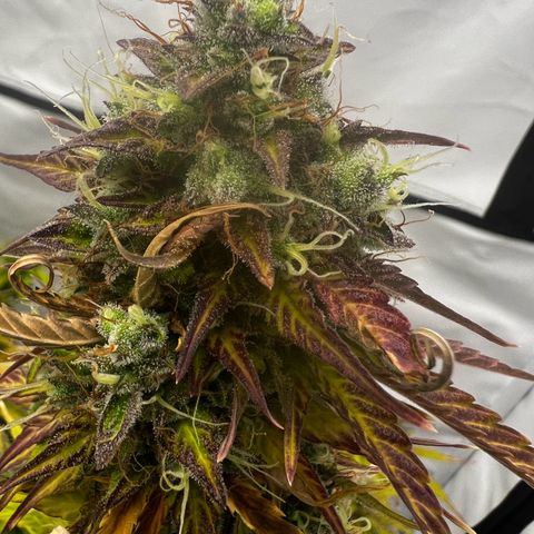 Blue Cheese  growlog timeline photo