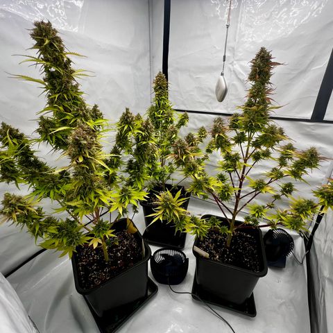Blue Cheese  growlog timeline photo