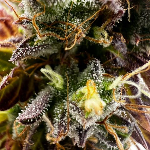 Blue Cheese  growlog timeline photo
