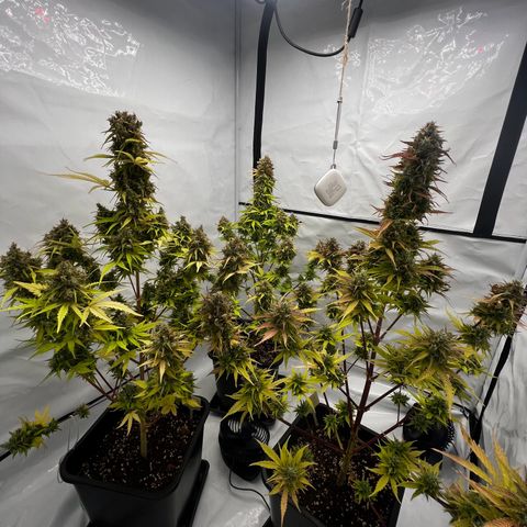 Blue Cheese  growlog timeline photo