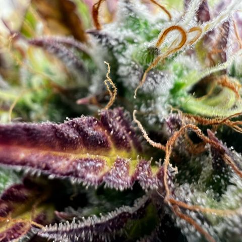 Blue Cheese  growlog photo: Es geht los, die braunen Trichine sind leicht sichtbar. 