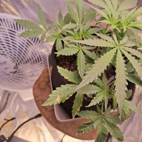 Bruce Banner Auto #1 growlog photo: Ficando forte, porém algumas folhas com extremidades amareladas, secas e quebradiças.
