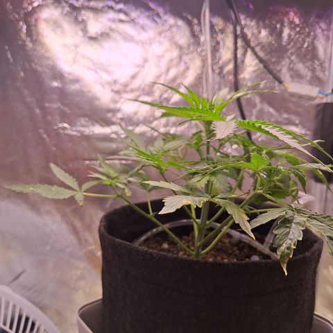 Bruce Banner Auto #1 growlog timeline photo