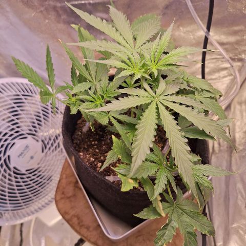 Bruce Banner Auto #1 growlog photo: Ficando forte, porém algumas folhas com extremidades amareladas, secas e quebradiças.