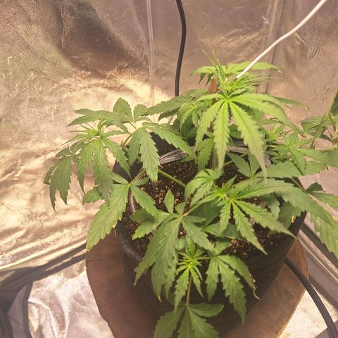 Bruce Banner Auto #1 growlog timeline photo