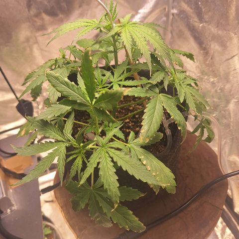 Bruce Banner Auto #1 growlog timeline photo