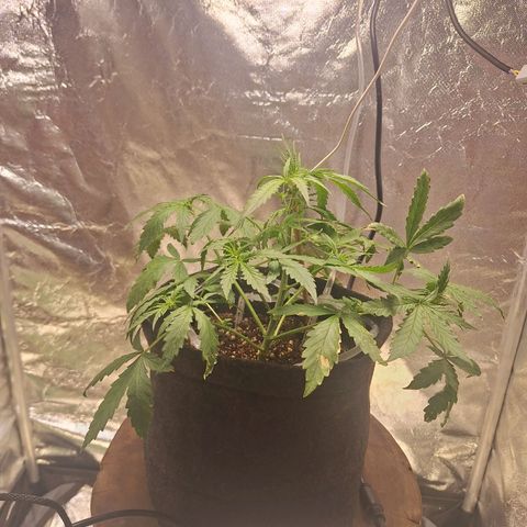 Bruce Banner Auto #1 growlog timeline photo