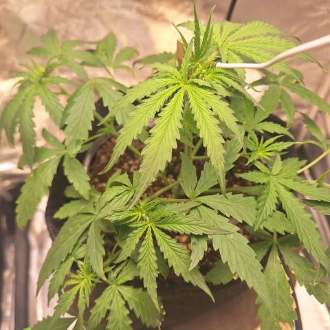 Bruce Banner Auto #1 growlog timeline photo