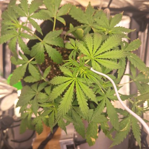 Bruce Banner Auto #1 growlog timeline photo
