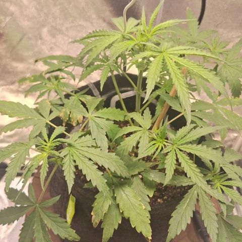 Bruce Banner Auto #1 growlog photo: Pistilos começam a aparecer