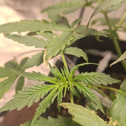 Bruce Banner Auto #1 growlog photo: Pistilos começam a aparecer