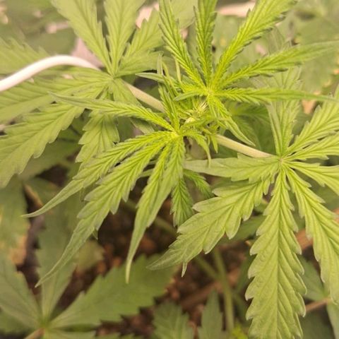 Bruce Banner Auto #1 growlog photo: Pistilos começam a aparecer