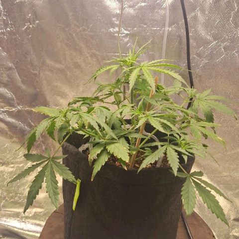 Bruce Banner Auto #1 growlog photo: Pistilos começam a aparecer