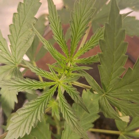 Bruce Banner Auto #1 growlog photo: Pistilos começam a aparecer
