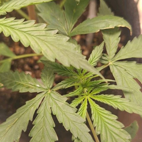 Bruce Banner Auto #1 growlog photo: Pistilos começam a aparecer