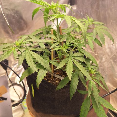 Bruce Banner Auto #1 growlog timeline photo
