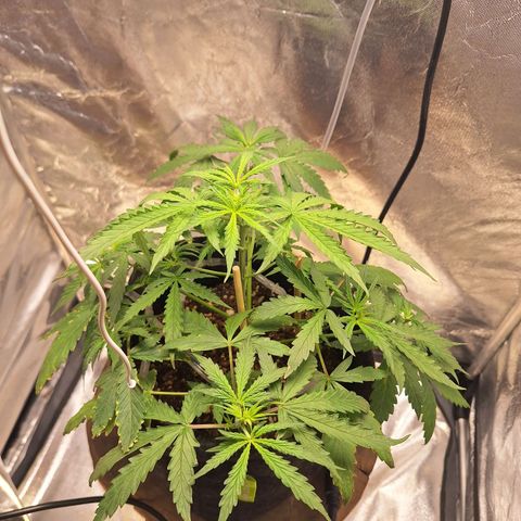 Bruce Banner Auto #1 growlog timeline photo