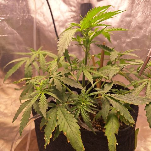 Bruce Banner Auto #1 growlog timeline photo