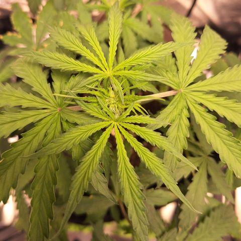 Bruce Banner Auto #1 growlog timeline photo