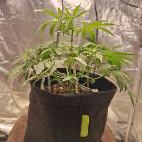Bruce Banner Auto #1 growlog timeline photo