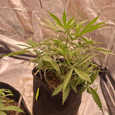 Bruce Banner Auto #1 growlog timeline photo