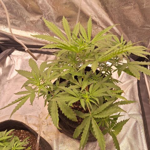 Bruce Banner Auto #1 growlog timeline photo