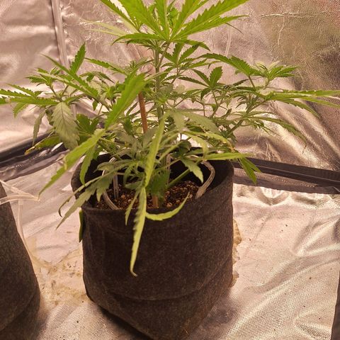 Bruce Banner Auto #1 growlog timeline photo
