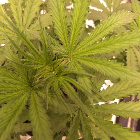 Bruce Banner Auto #1 growlog timeline photo