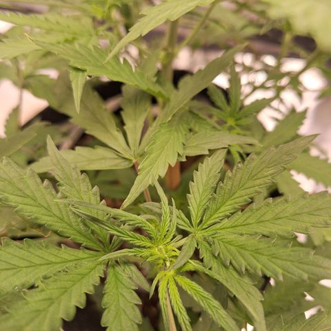 Bruce Banner Auto #1 growlog timeline photo