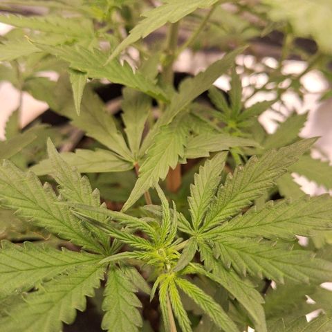 Bruce Banner Auto #1 growlog timeline photo