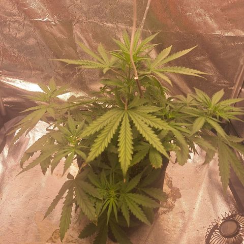 Bruce Banner Auto #1 growlog timeline photo