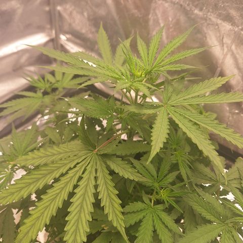 Bruce Banner Auto #1 growlog timeline photo