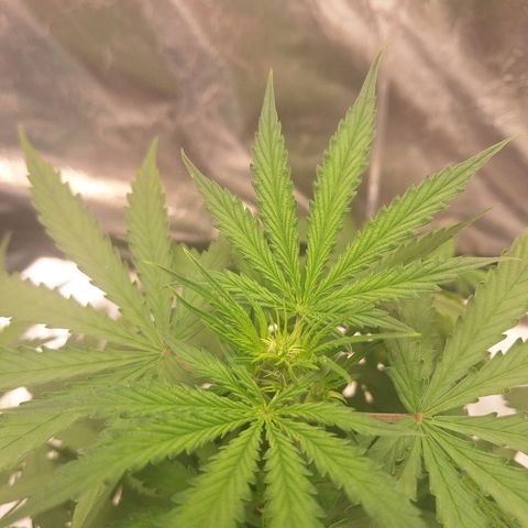 Bruce Banner Auto #1 growlog timeline photo