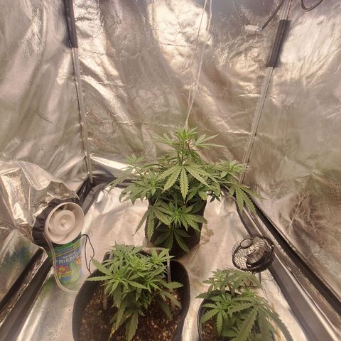 Bruce Banner Auto #1 growlog timeline photo