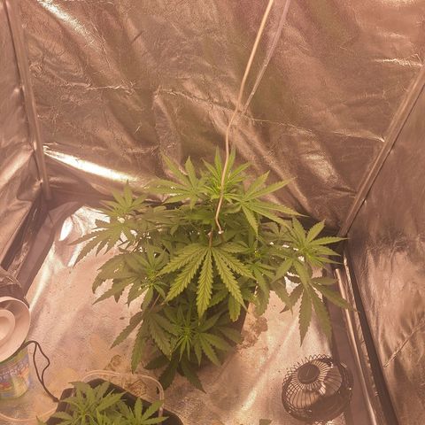 Bruce Banner Auto #1 growlog timeline photo
