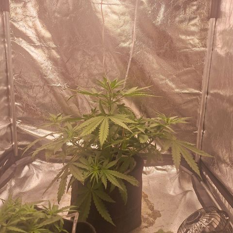 Bruce Banner Auto #1 growlog timeline photo