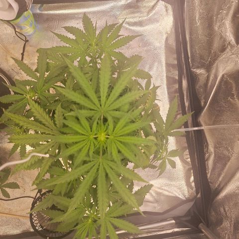 Bruce Banner Auto #1 growlog timeline photo