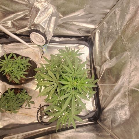 Bruce Banner Auto #1 growlog timeline photo