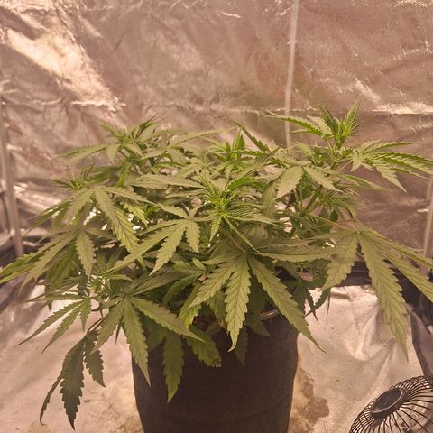 Bruce Banner Auto #1 growlog timeline photo