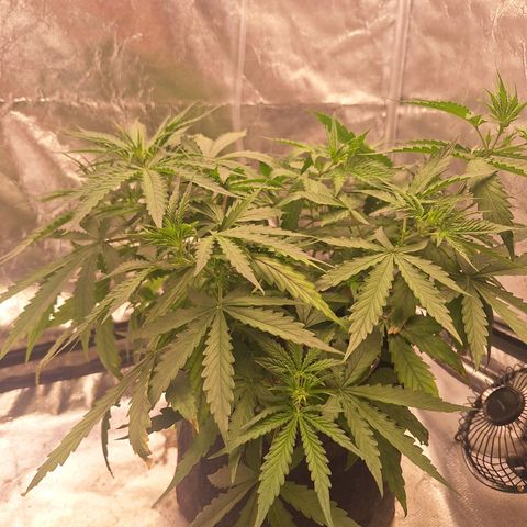 Bruce Banner Auto #1 growlog timeline photo