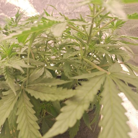 Bruce Banner Auto #1 growlog timeline photo