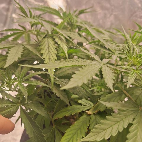 Bruce Banner Auto #1 growlog timeline photo