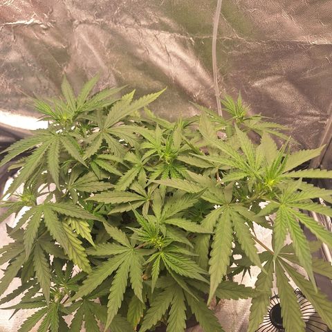 Bruce Banner Auto #1 growlog timeline photo
