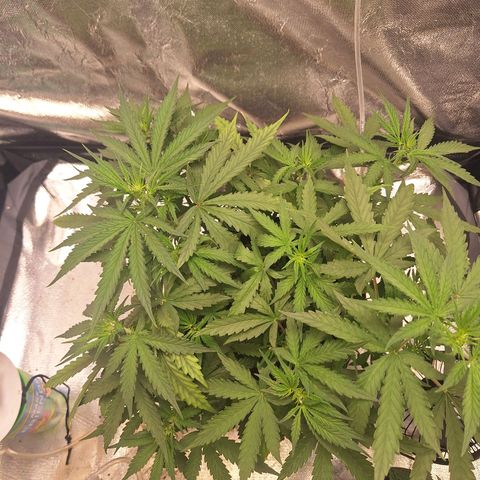 Bruce Banner Auto #1 growlog timeline photo